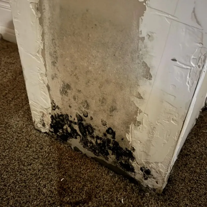 Professional Mold Removal in McLean County, KY